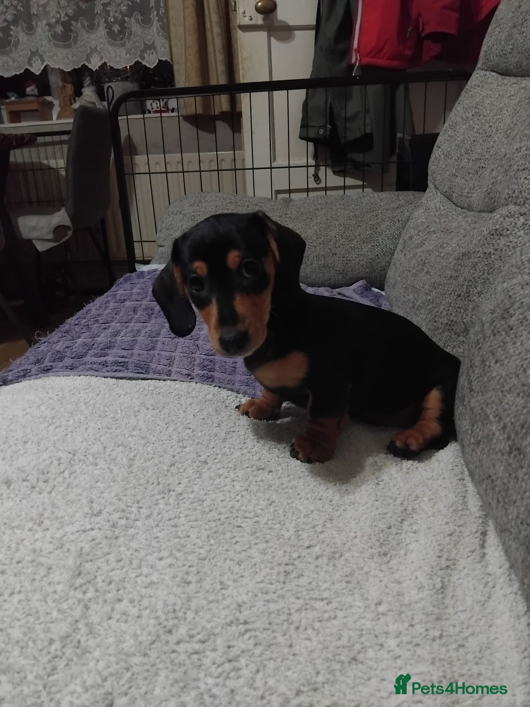Dachshund dogs for sale: Dachshund puppies - Advert 4