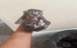 Mixed Breed cats for sale: Gray tabby & black kittens  - Image 3