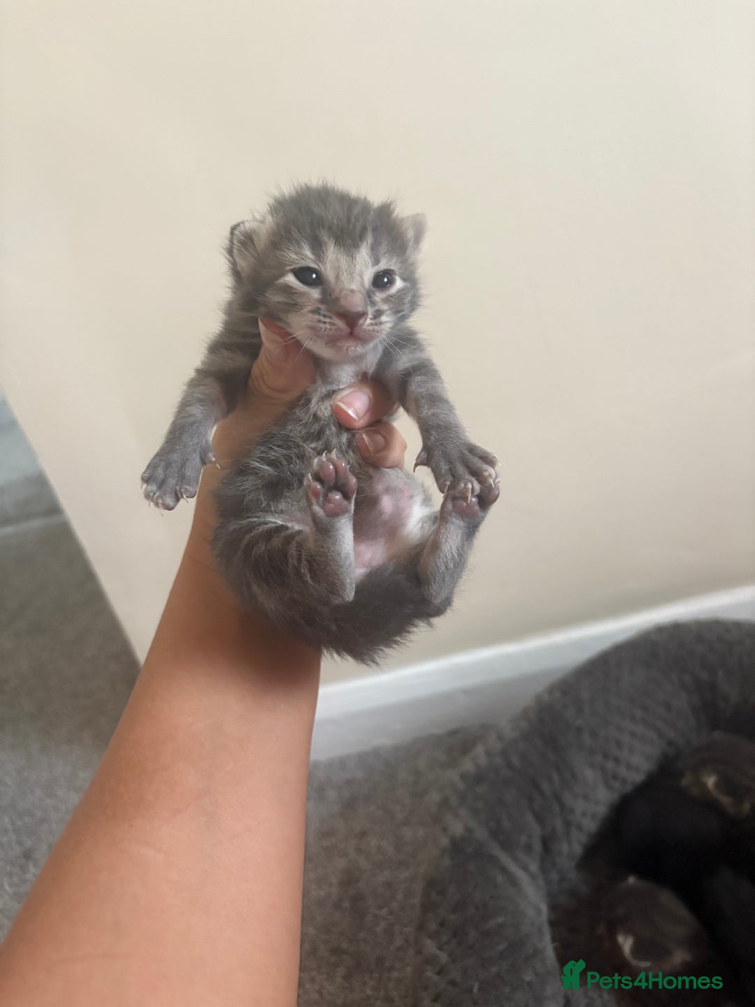 Mixed Breed cats for sale: Gray tabby & black kittens  - Image 3