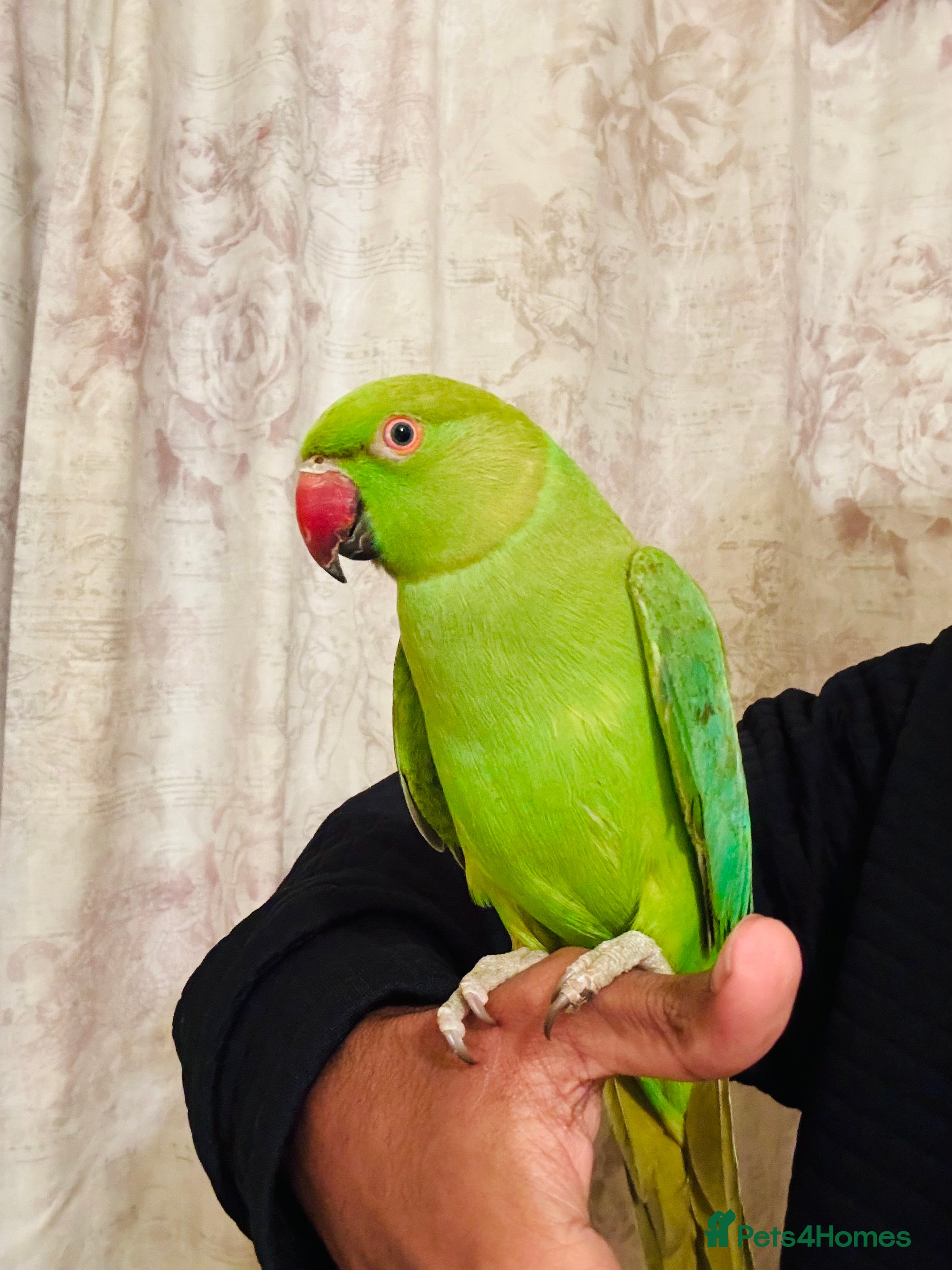 Ringnecks birds Hand Tamed/Untame Gorgeous Ringneck for Sale - Advert 1