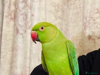 Ringnecks birds Hand Tamed/Untame Gorgeous Ringneck for Sale - Advert 1