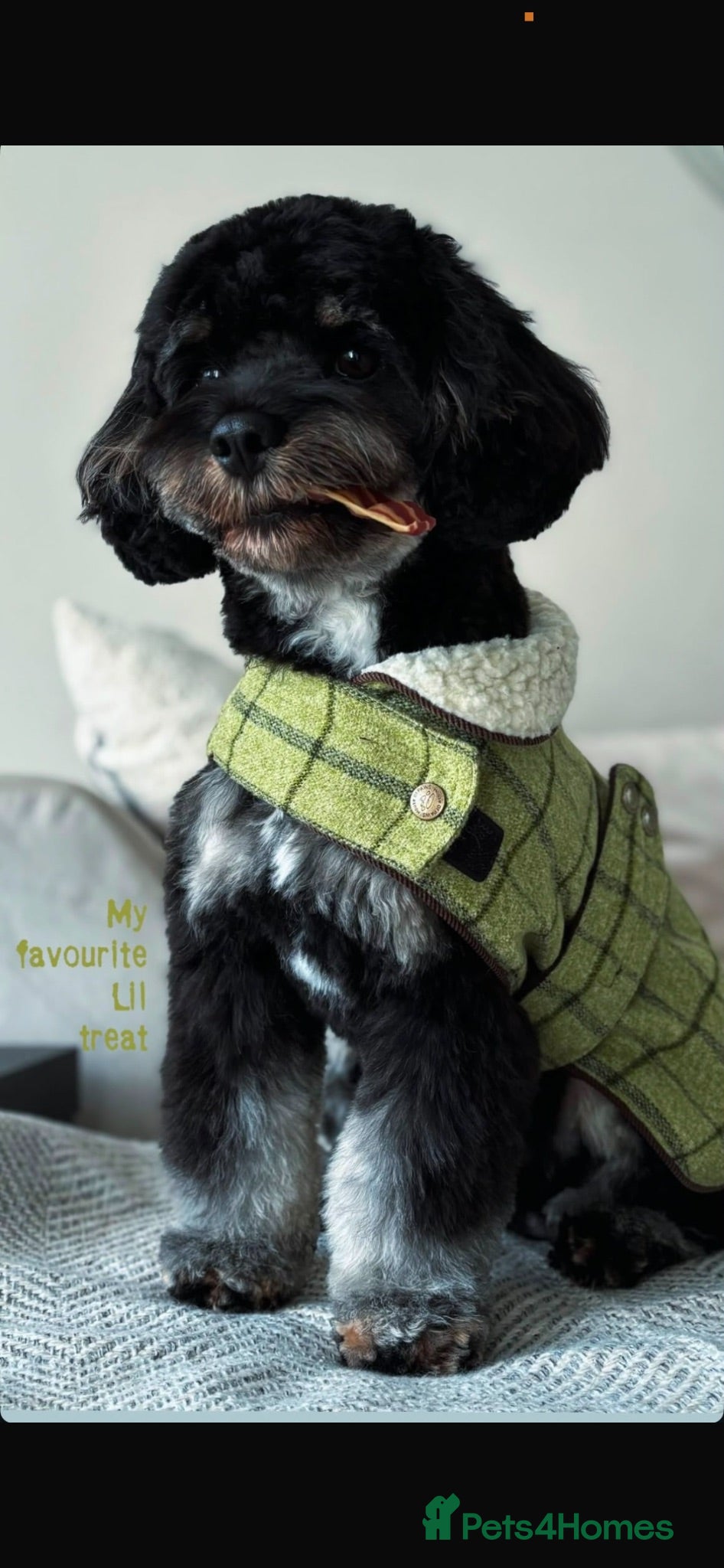 Jackapoo dogs Toy Cavapoo x  - Advert 2