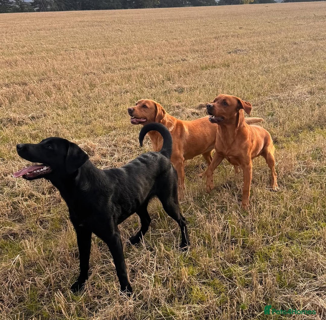 Labrador Retriever dogs for sale: Fox Red Labrador Puppies  - Image 18