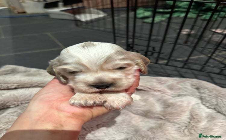 Cocker Spaniel dogs Exceptional litter of Show Type Cocker Spaniels - Advert 7