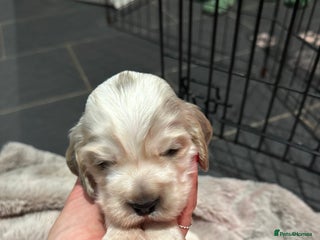 Cocker Spaniel dogs Exceptional litter of Show Type Cocker Spaniels - Advert 3