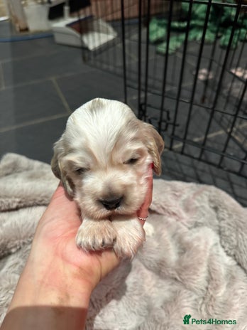 Cocker Spaniel dogs Exceptional litter of Show Type Cocker Spaniels - Advert 10