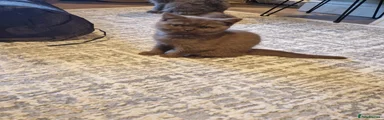 British Shorthair 1