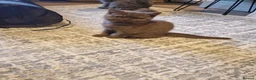 British Shorthair cats for sale: Beutiful British shorthair kittens  - Advert 2