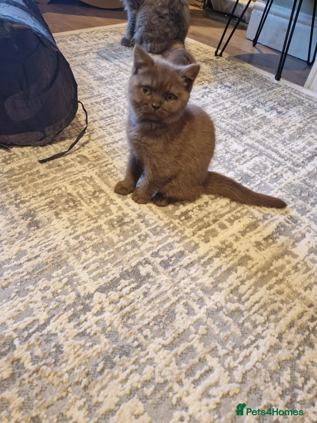 British Shorthair cats for sale: Beutiful British shorthair kittens  - Advert 2