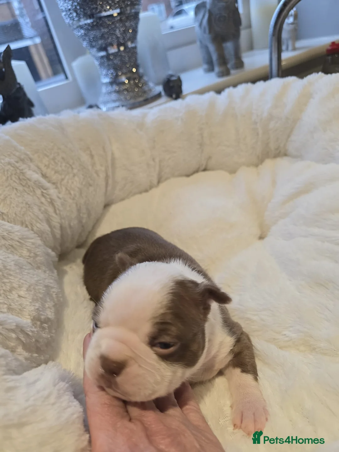 Boston Terrier dogs for sale: BEAUTIFUL BOSTON TERRIER PUPS  - Advert 3