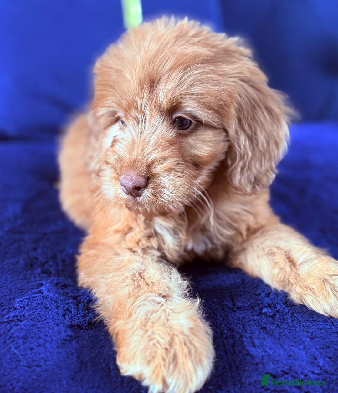 Cockapoo dogs for sale: Beautiful cockapoo puppies only  girls left  - Image 23