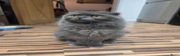 Scottish Fold cats for sale: Scottish Fold / Scottish Straight in Leicester - Advert 2