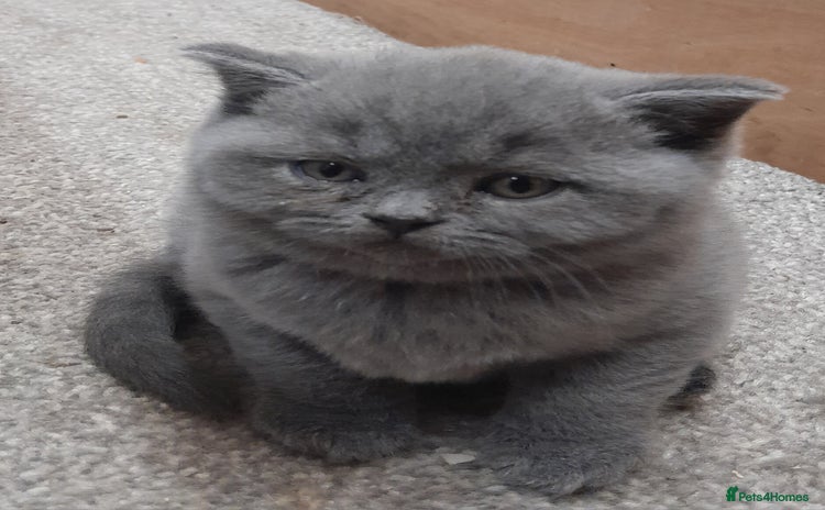 British Shorthair cats - Advert 2