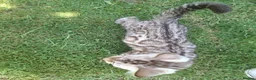 Bengal cats for sale: **Last Snow Lynx Bengal Kitten** TICA - Advert 28