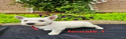 West Highland Terrier dogs for sale: Settling westie - Advert 6