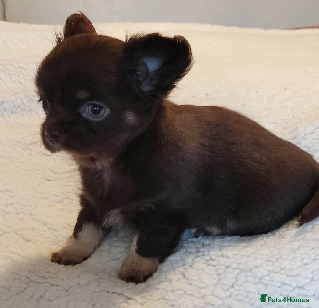 Chihuahua dogs for sale: Beautiful Chocolate Chihuahua Girls  - Advert 14
