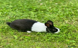 Dutch rabbits for sale: Beautiful Dutch Rabbit  - Image 2