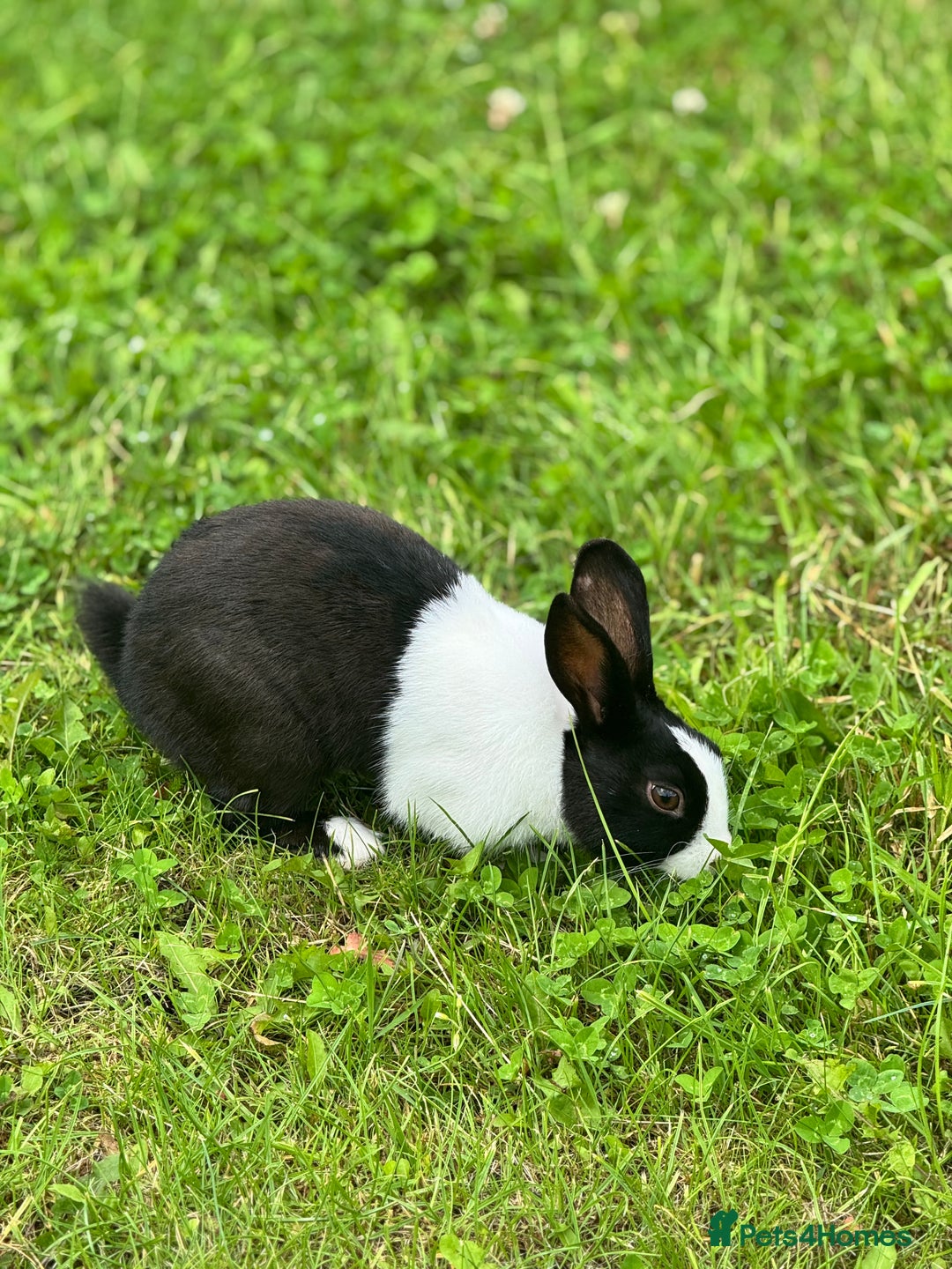Dutch rabbits for sale: Beautiful Dutch Rabbit  - Image 2