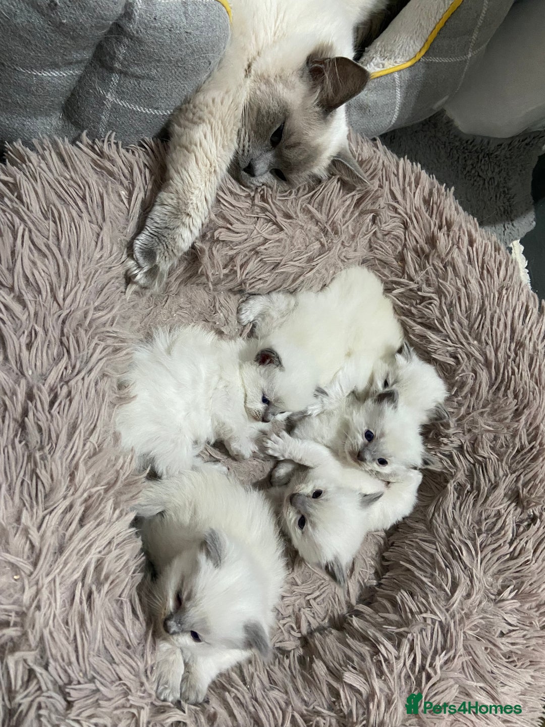 Ragdoll cats for sale: Adorable blue eyed babies - Advert 6
