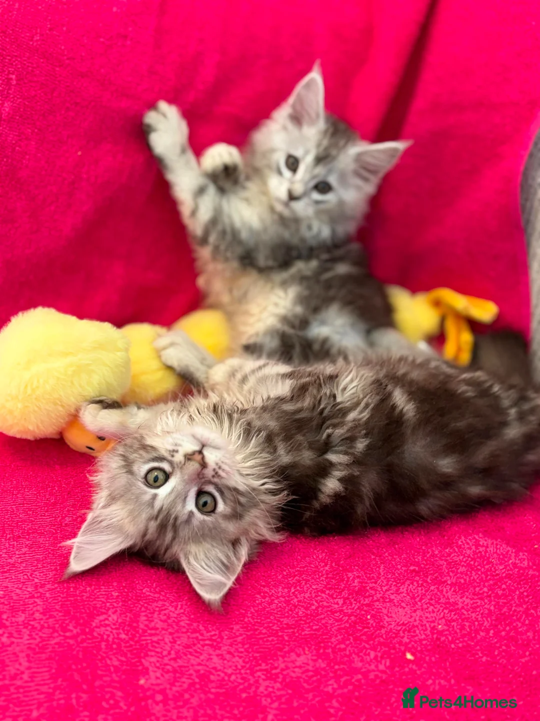 Maine Coon cats for sale: Maine coon kittens silver tabby ready now - Advert 5