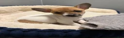 Jack Russell dogs for sale: Jack Russel pups in Congleton - Advert 4