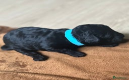 Toy Poodle dogs for sale: Red & black toy poodles  - Image 17