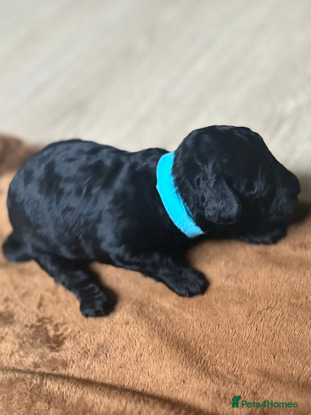 Toy Poodle dogs for sale: Red & black toy poodles  - Image 17