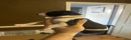 Whippet dogs for sale: KC Whippet black and white pup  - Advert 18