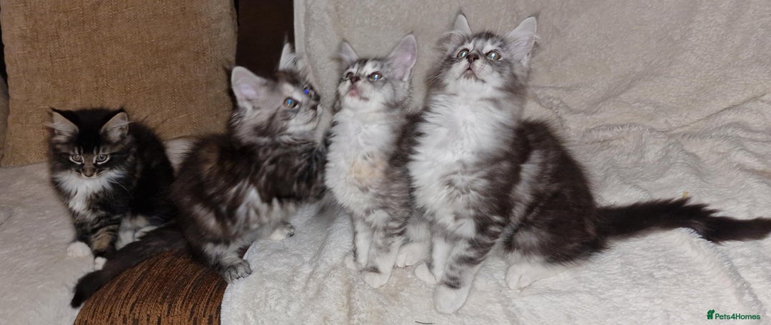 Maine Coon cats for sale: MAINE COONE KITTENS CHAMPION BLOODLINE - Image 12
