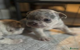 French Bulldog dogs for sale: Stunning French bulldog puppies - Advert 10