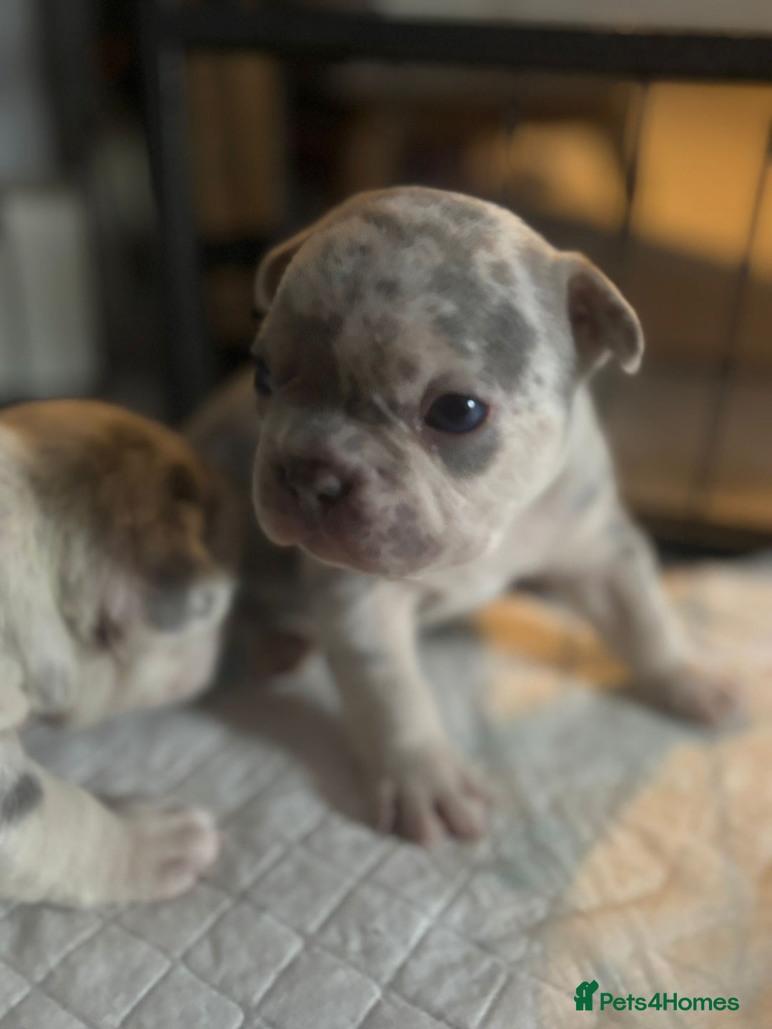 French Bulldog dogs for sale: Stunning French bulldog puppies - Advert 10