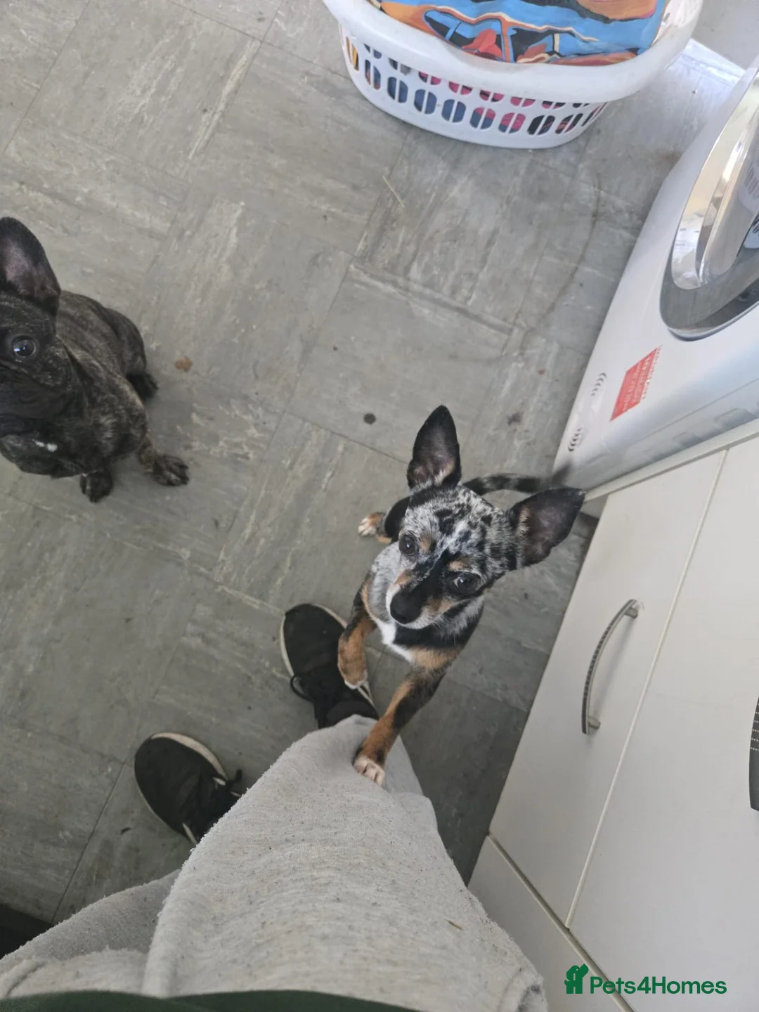 Chihuahua dogs for sale: chihuahua in Great Yarmouth - Advert 2