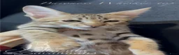 Savannah cats for sale: 2 and 3 months old. Tica Regist. Savannahs - Advert 33