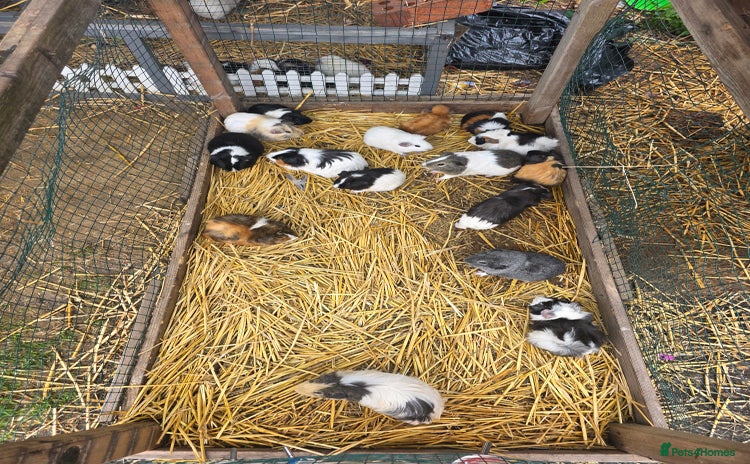 Guinea Pig rodents - Advert 16
