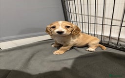 Cocker Spaniel dogs for sale: 5 gorgeous cocker spaniel puppies - Image 25