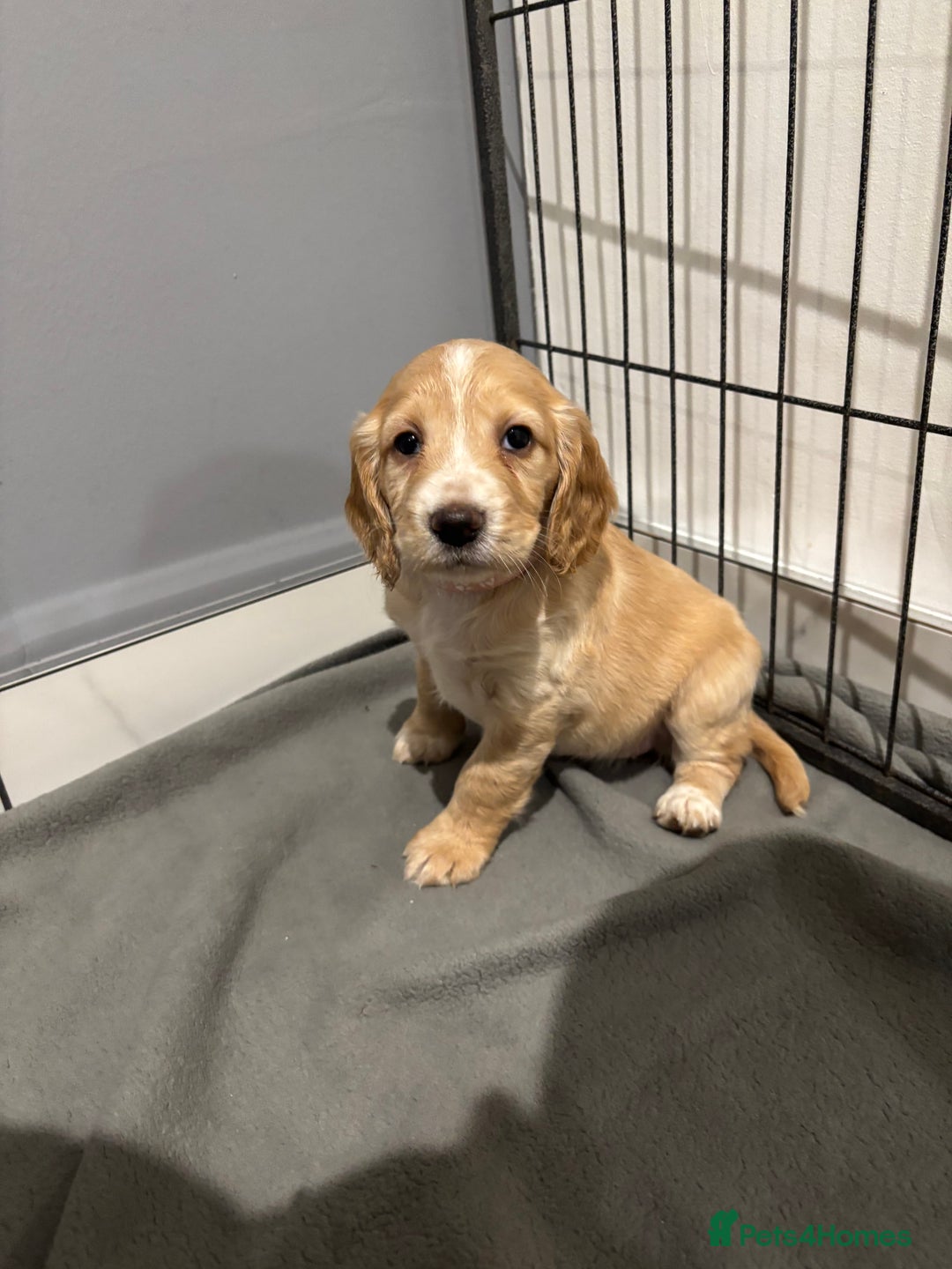 Cocker Spaniel dogs for sale: 5 gorgeous cocker spaniel puppies - Image 25