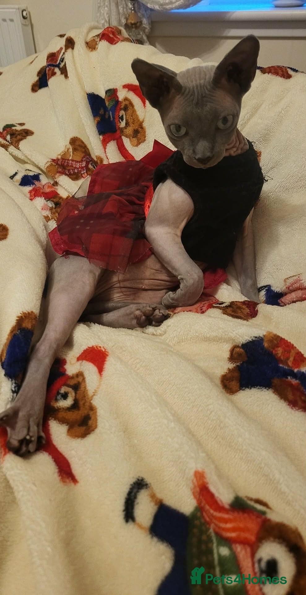 Sphynx cats Looking for stud  - Advert 4