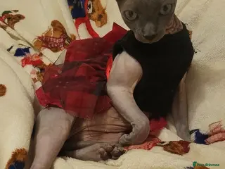 Sphynx cats Looking for stud - Advert 4