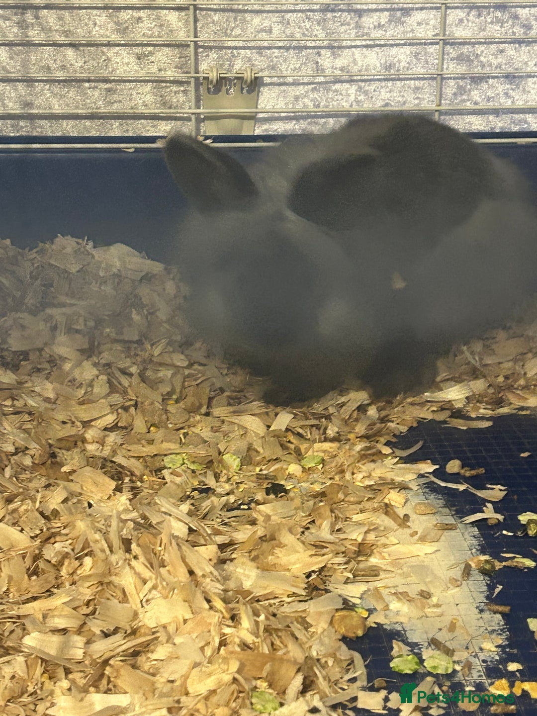 Lionhead rabbits for sale: Lion head buck young rabbit  - Advert 5