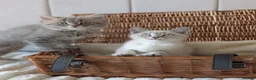 British Shorthair cats for sale: 🐾 Beautiful British Shorthair / Longhair Kittens  - Advert 5