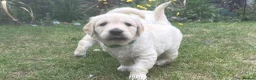 Golden Retriever dogs for sale: Gorgeous Chunky Golden Retriever Puppies - Advert 32