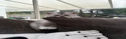 British Shorthair cats for sale: 4 british shorthair kittens in Ruislip - Advert 10