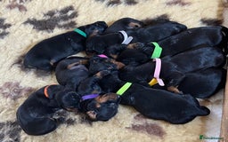 Dachshund dogs for sale: Smooth hair Dachshund puppies  - Image 12