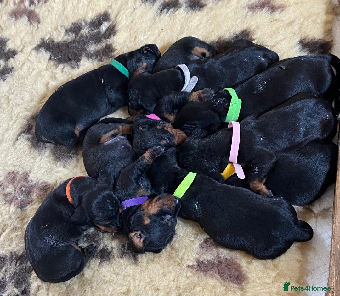 Dachshund dogs for sale: Smooth hair Dachshund puppies  - Image 12