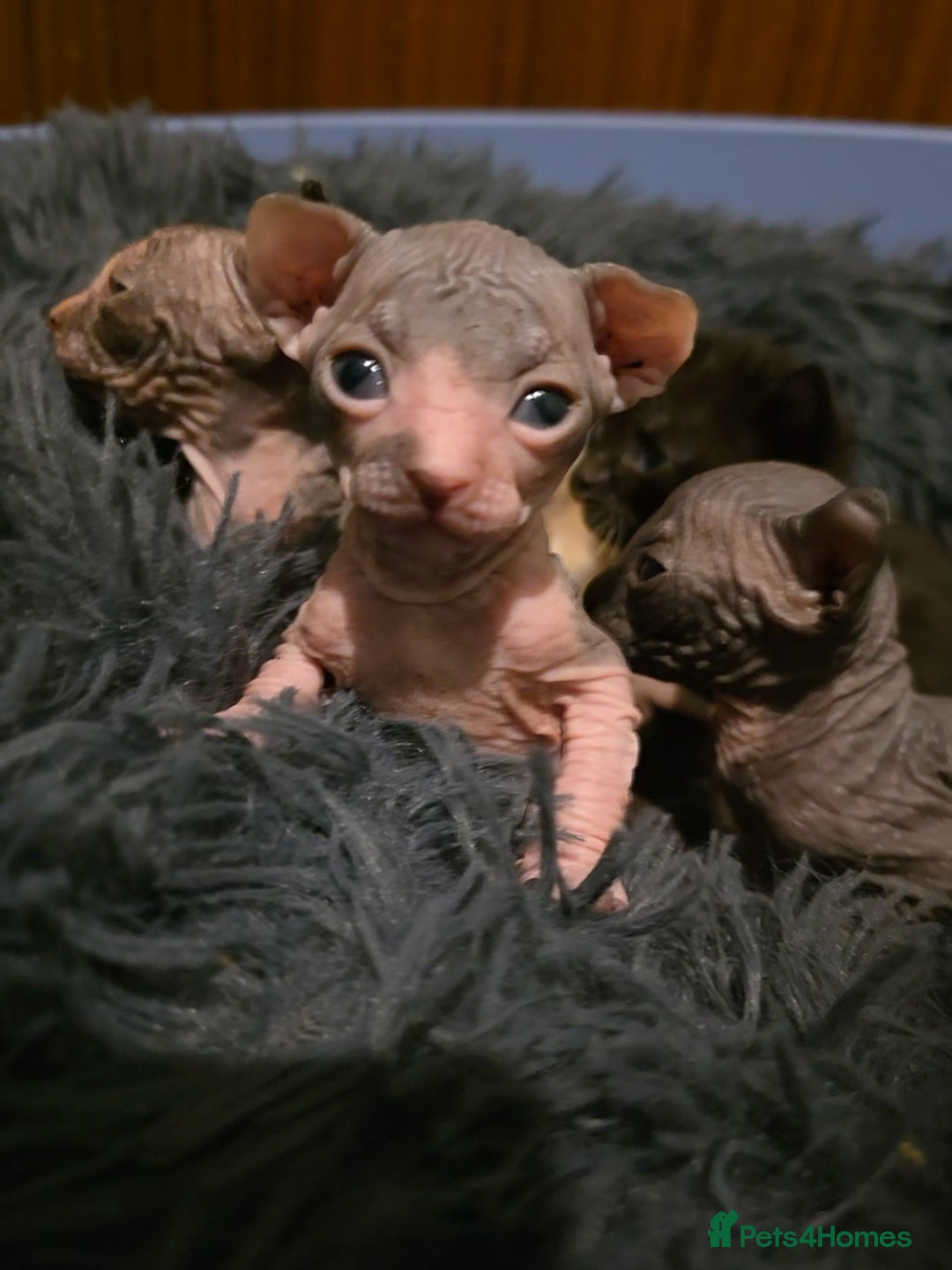 Mixed Breed cats for sale: Adorable Male Kitten – Sphynx x Devon Rex Cross - Advert 18