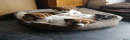 Jack Russell dogs for sale: Jack Russell Puppies for sale - Advert 2