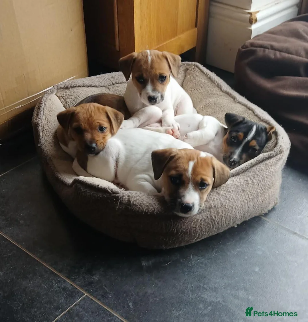 Jack Russell dogs for sale: Jack Russell Puppies for sale - Advert 2
