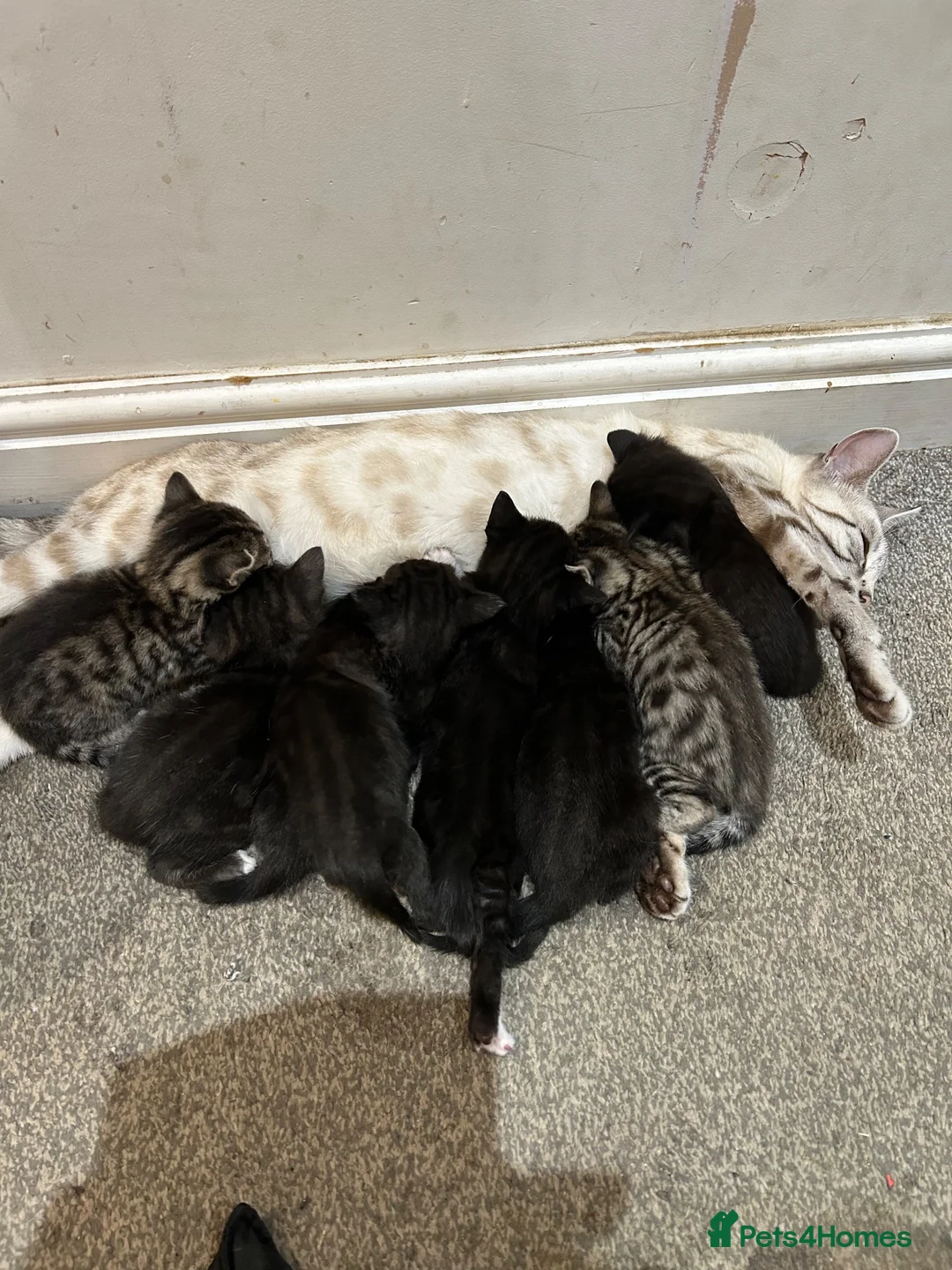 Bengal cats for sale: Stunning bengal x kittens  - Advert 13