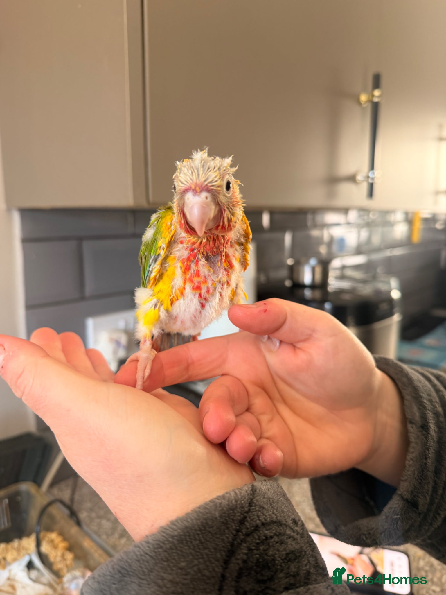 Conures birds Silly tame hand reared conour baby  - Advert 2