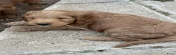 Cockapoo dogs for sale:   Exceptional cockapoo puppies 💙🩷 in Edinburgh - Advert 12